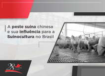 A peste suína na China e os benefícios para a Suinocultura no Brasil