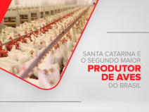 Santa Catarina é o segundo maior produtor de aves do Brasil