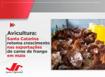 Avicultura: Santa Catarina retoma crescimento nas exportações de carne de frango em maio